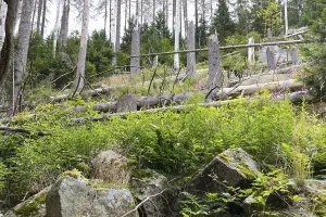 Fallen trees due to storm and forest dieback