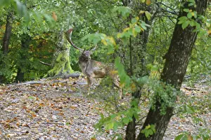 A fallow deer with antlers standing on a leaf-covered ground in a green forest setting