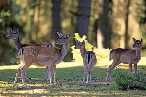 Fallow Deer (Cervus dama), does with fawns
