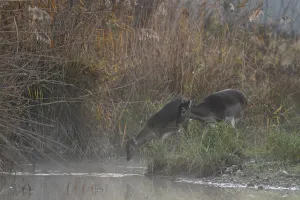 Fallow deer cows (Dama dama), light fog