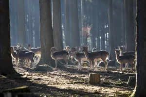 Fallow deer (Dama dama), Bavaria, Germany