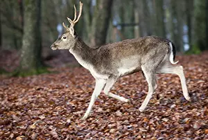 Fallow Deer (Dama dama), buck