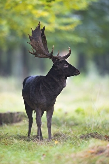 Fallow deer (Dama dama), buck, Lower Saxony