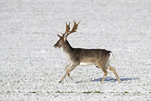 Fascination Winter - Animal Prints: Fallow deer (Dama dama) buck running over snow covered field in winter