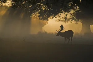 Fallow Deer (Dama dama), buck, silhouetted at dawn during rutting season