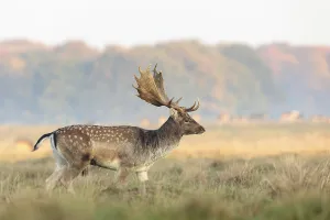 Fallow Deer, Dama dama, buck walking on the grass at the Eremitagesletten in Dyrehave