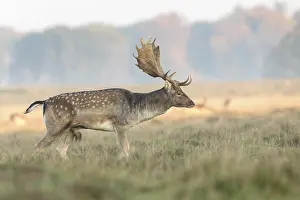Fallow Deer, Dama dama, buck walking on the grass at the Eremitagesletten in Dyrehave