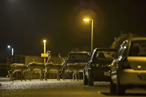 Fallow Deer (Dama dama) bucks, herd crossing road in city at night