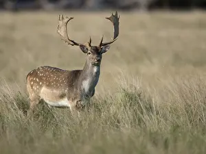 Fallow Deer (Dama dama), Copenhagen Denmark