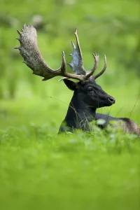 Fallow Deer (Dama dama), dark colour variant