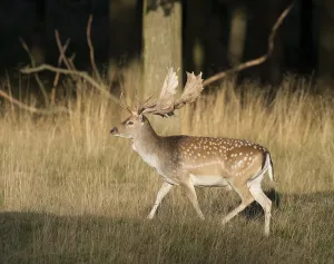 Fallow Deer (Dama dama), Denmark, Europe