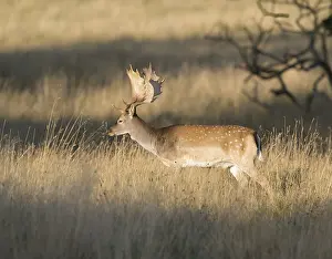 Fallow Deer (Dama dama), Denmark, Europe