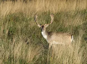 Fallow Deer (Dama dama), Denmark, Europe