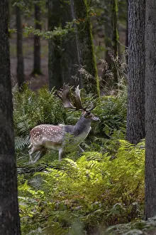 Framed Print : A fallow deer (Dama dama) directly in front of the main rutting site recognisable in the background
