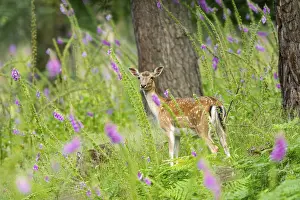 Fallow deer (Dama dama) doe standing in middle of Common foxglove (digitalis purpurea) blossoms in summer