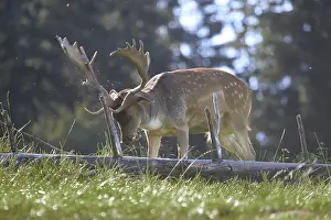Fallow Deer (Dama dama) examining deadwood