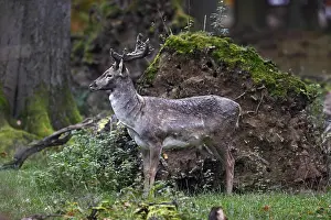 Fallow deer, Dama dama, fallow deer