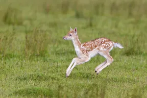 Fallow deer (Dama dama), fallow deer Deer