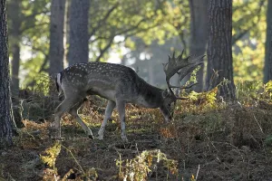Fallow deer (Dama dama), fallow deer, forest