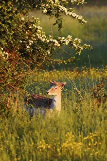 Fallow deer (Dama dama), fallow deer with velvet antlers in spring