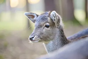 Fallow deer (Dama dama) fawn, portrait