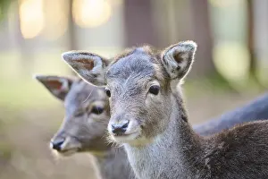 Fallow deer (Dama dama) fawn, portrait