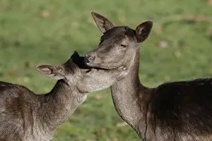 Fallow deer (Dama dama), female