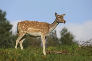 Fallow deer (Dama dama) female, lateral