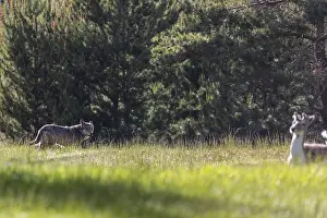 A fallow deer (Dama dama) flees from a wolf (Canis lupus)