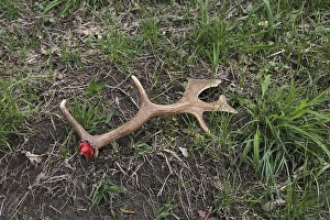 Fallow deer (Dama dama) freshly shed antlers
