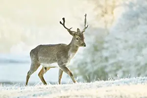 Fallow deer (Dama dama) on a frozen meadow