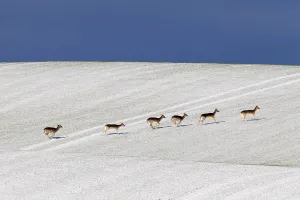 Fallow deer (Dama dama) herd crossing field in snow in winter