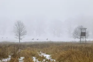 Fallow deer (Dama dama) herd foraging in field in front of hunting blind in winter