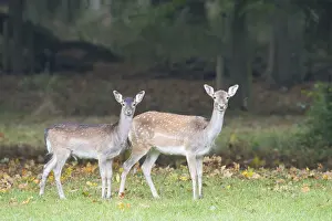 Fallow deer (Dama dama), Lower Saxony