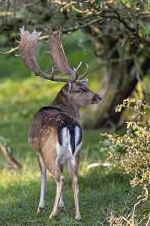 Fallow deer (dama dama), male, deer