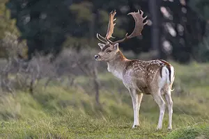 Fallow deer (dama dama), male, deer