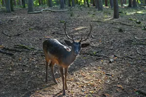 Fallow deer (Dama dama) in an outdoor enclosure in the forest