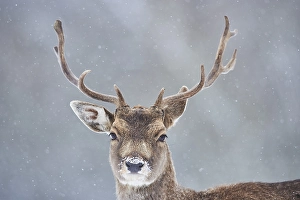 Fallow deer (Dama dama) portrait