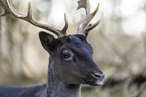 Fallow deer (Dama dama), portrait