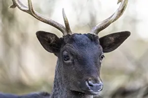 Fallow deer (Dama dama), portrait