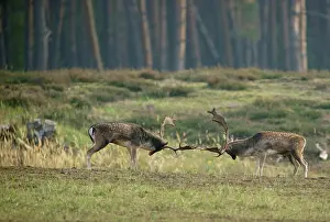 Fallow deer (Dama dama), ranking fights