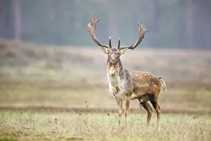 Fallow deer (dama dama), rut, Hesse