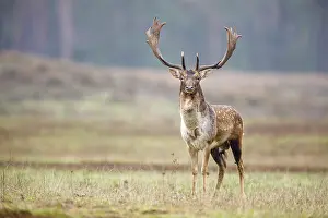 Fallow deer (dama dama), rut, Hesse, Germany