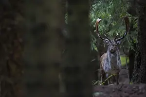 A fallow deer (Dama dama) at its rutting place
