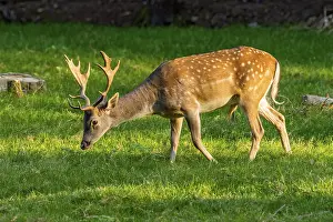 Fallow deer (dama dama), shovel deer