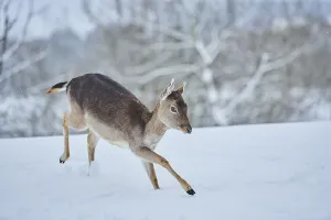 Fallow deer (Dama dama) on a snowy meadow
