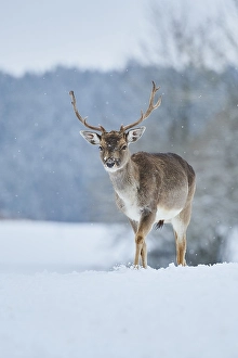 Fallow deer (Dama dama) on a snowy meadow