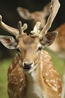 Fallow deer (Dama dama), so-called double-headed deer