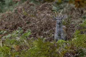 The fallow deer (Dama dama) has spotted the photographer