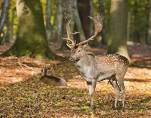 Fallow Deer (Dama dama) standing in a forest